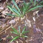 Blechnum obtusatum habit picture by Daniel Barthelemy (cc-by-nc)