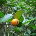 Eugenia speciosa fruit picture by Renato Lima (cc-by-nc-sa)