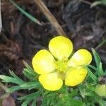 Ranunculus arvensis flower picture by jaap copper (cc-by-sa)