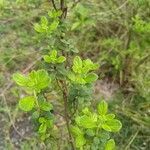 Salvia microphylla leaf picture by Agro Cundech (cc-by-sa)