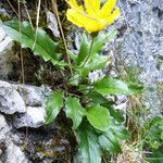 Hieracium humile habit picture by Michael Andresek (cc-by-sa)