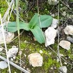 Ophrys fusca leaf picture by Bajona Enrico (cc-by-sa)