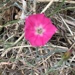 Convolvulus chilensis flower picture by di parodi (cc-by-sa)