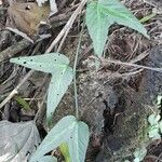 Passiflora capsularis leaf picture by Trap Hers (cc-by-sa)