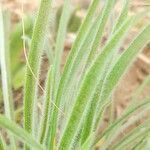 Plantago patagonica leaf picture by Trap Hers (cc-by-sa)