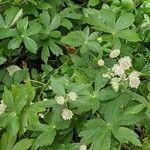 Astrantia major habit picture by Sabina Hartmann (cc-by-sa)