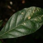 Siparuna decipiens leaf picture by Jean-François Molino (cc-by-sa)