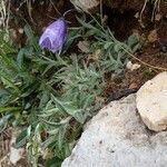 Campanula scheuchzeri habit picture by Yoan MARTIN (cc-by-sa)