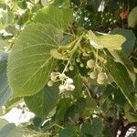 Tilia americana fruit picture by Ram Chandra Ram Chandra Nepal (cc-by-sa)