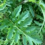 Papaver orientale leaf picture by Thomas Barrell (cc-by-sa)