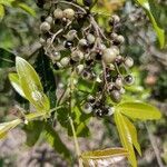 Lithraea molleoides fruit picture by Makoto Makoto (cc-by-sa)