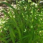 Setaria verticillata habit picture by Pereira Jorge (cc-by-sa)