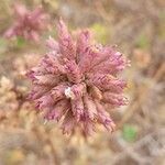 Allium paniculatum flower picture by Fabien Sibenaler (cc-by-sa)