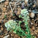 Lepidium hirtum flower picture by Encinas Juan (cc-by-sa)