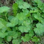 Alchemilla crinita leaf picture by arlas (cc-by-sa)