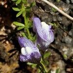 Linaria verticillata flower picture by Cordobés Agustín (cc-by-sa)