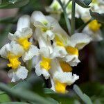 Pseudofumaria alba flower picture by norbert verneau (cc-by-sa)