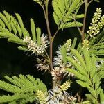 Mimosa platycarpa flower picture by Nelson Zamora Villalobos (cc-by-nc)