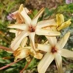 Ixia paniculata flower picture by Raoul Dixon (cc-by-sa)