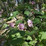 Rubus odoratus habit picture by Kate Senatskaya (cc-by-sa)