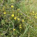 Hypericum annulatum habit picture by susan brown (cc-by-sa)