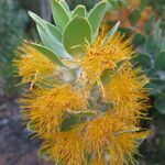 Leucadendron argenteum flower picture by Daniel Barthelemy (cc-by-nc)