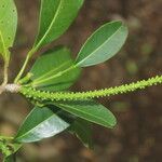 Pilocarpus racemosus habit picture by Nelson Zamora Villalobos (cc-by-nc)