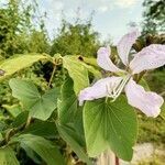 Bauhinia purpurea flower picture by PANJU BORKAKATY (cc-by-sa)