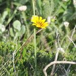 Gazania krebsiana flower picture by Maarten Vanhove (cc-by-sa)