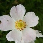 Rosa canina flower picture by biardeau (cc-by-sa)