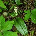 Maianthemum canadense flower picture by BH Mundt (cc-by-sa)