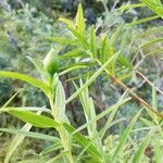 Hypericum lanceolatum leaf picture by caroline simon (cc-by-sa)