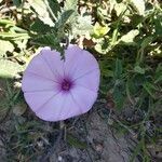 Convolvulus althaeoides flower picture by Breadwater Silvia Breadwater (cc-by-sa)