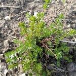 Galium lucidum habit picture by Tom Schöning (cc-by-sa)