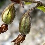 Epipactis palustris fruit picture by Francois Mansour (cc-by-sa)