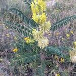 Astragalus alopecuroides habit picture by Centeno Juan D (cc-by-sa)