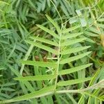 Vicia tenuifolia leaf picture by selber pflanzen (cc-by-sa)