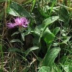 Centaurea decipiens leaf picture by claire Felloni (cc-by-sa)