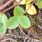 Trifolium pallescens leaf picture by Pietro Brignoli (cc-by-sa)