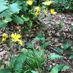 Hieracium umbellatum habit picture by Bajkerr (cc-by-sa)