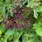 Sambucus canadensis fruit picture by chris whipple (cc-by-sa)