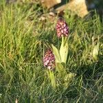 Orchis purpurea habit picture by Hugo SANTACREU (cc-by-sa)