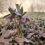 Helleborus purpurascens flower picture by Valentin Predutoiu (cc-by-sa)