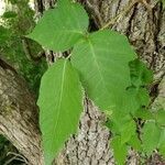 Toxicodendron radicans leaf picture by Cindy Cindy (cc-by-sa)