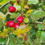 Crataegus laevigata fruit picture by manfred schartner (cc-by-sa)