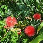 Calliandra haematocephala flower picture by Carol Rummelt (cc-by-sa)