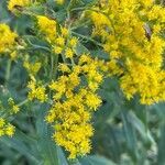 Solidago altissima flower picture by guinnevere lowe (cc-by-sa)