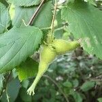 Corylus cornuta fruit picture by clark smith (cc-by-sa)