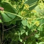 Bupleurum rotundifolium habit picture by Sabina Hartmann (cc-by-sa)