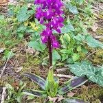 Orchis mascula fruit picture by alain tilhet (cc-by-sa)